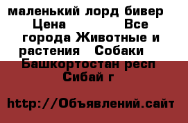 маленький лорд бивер › Цена ­ 10 000 - Все города Животные и растения » Собаки   . Башкортостан респ.,Сибай г.